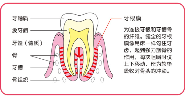 迪樂(lè)夢(mèng)搖鈴牙膠.jpg