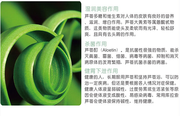 蘆薈gongx作用.jpg 蘆薈gongx作用.jpg