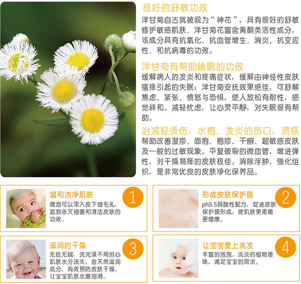 洋甘菊作用.jpg 洋甘菊作用.jpg