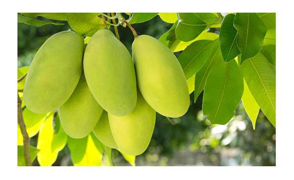 巴瑪熊芒果干 (18).jpg