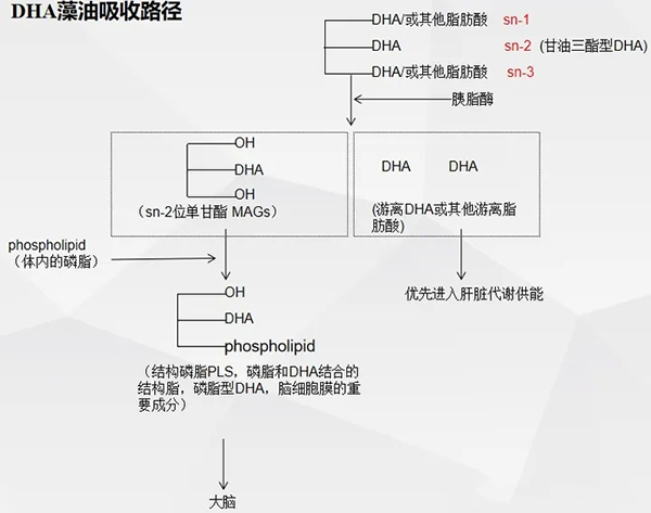 DHA藻油吸收路徑.webp.jpg DHA藻油吸收路徑.webp.jpg