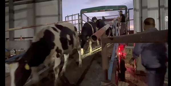 譜華威乳業(yè)集團奶牛養(yǎng)殖牧場第三批奶牛入園成功2.jpg 譜華威乳業(yè)集團奶牛養(yǎng)殖牧場第三批奶牛入園成功2.jpg