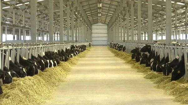 譜華威乳業(yè)集團奶牛養(yǎng)殖牧場第三批奶牛入園成功3.jpg 譜華威乳業(yè)集團奶牛養(yǎng)殖牧場第三批奶牛入園成功3.jpg